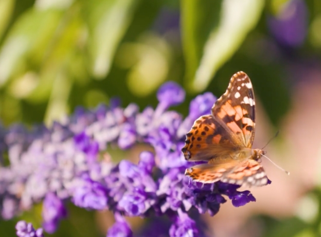 A butterfly on a flower