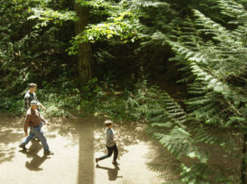 Sustainable forestry